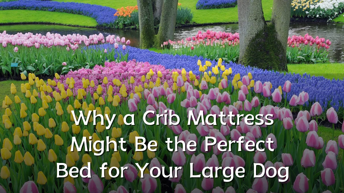 Why a Crib Mattress Might Be the Perfect Bed for Your Large Dog