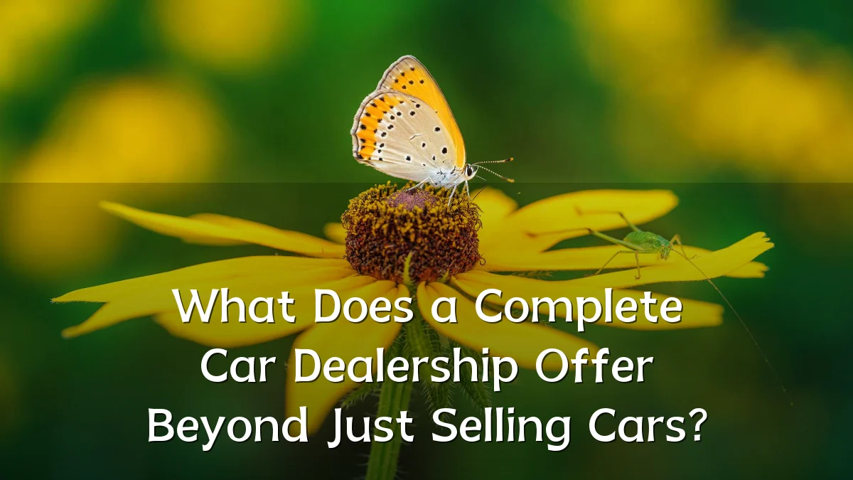 What Does a Complete Car Dealership Offer Beyond Just Selling Cars?