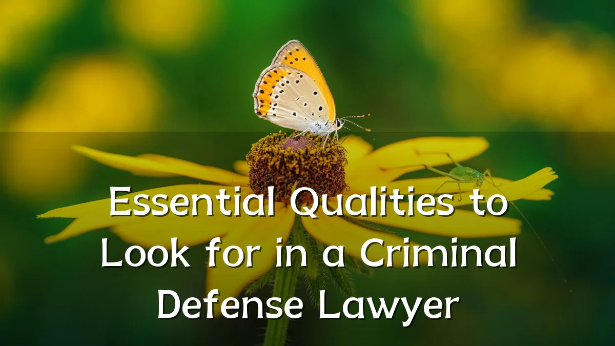 Essential Qualities to Look for in a Criminal Defense Lawyer