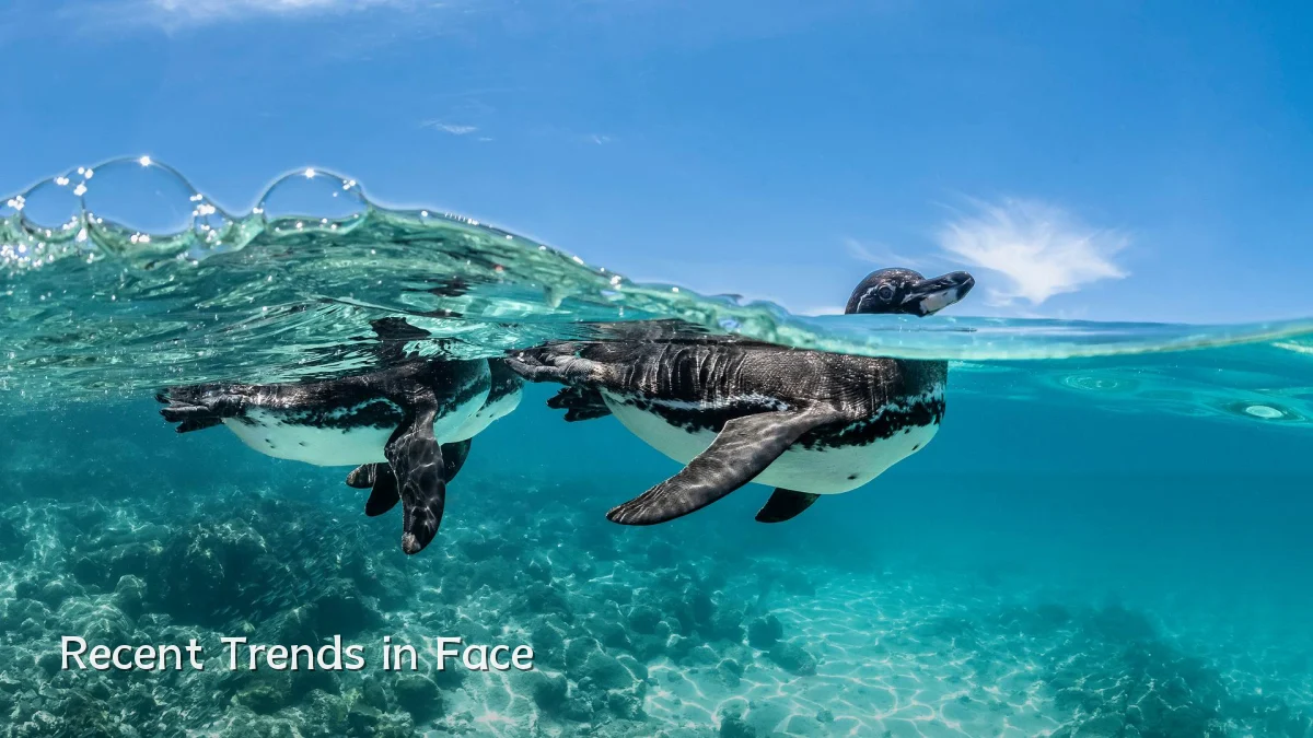 Recent Trends in Face