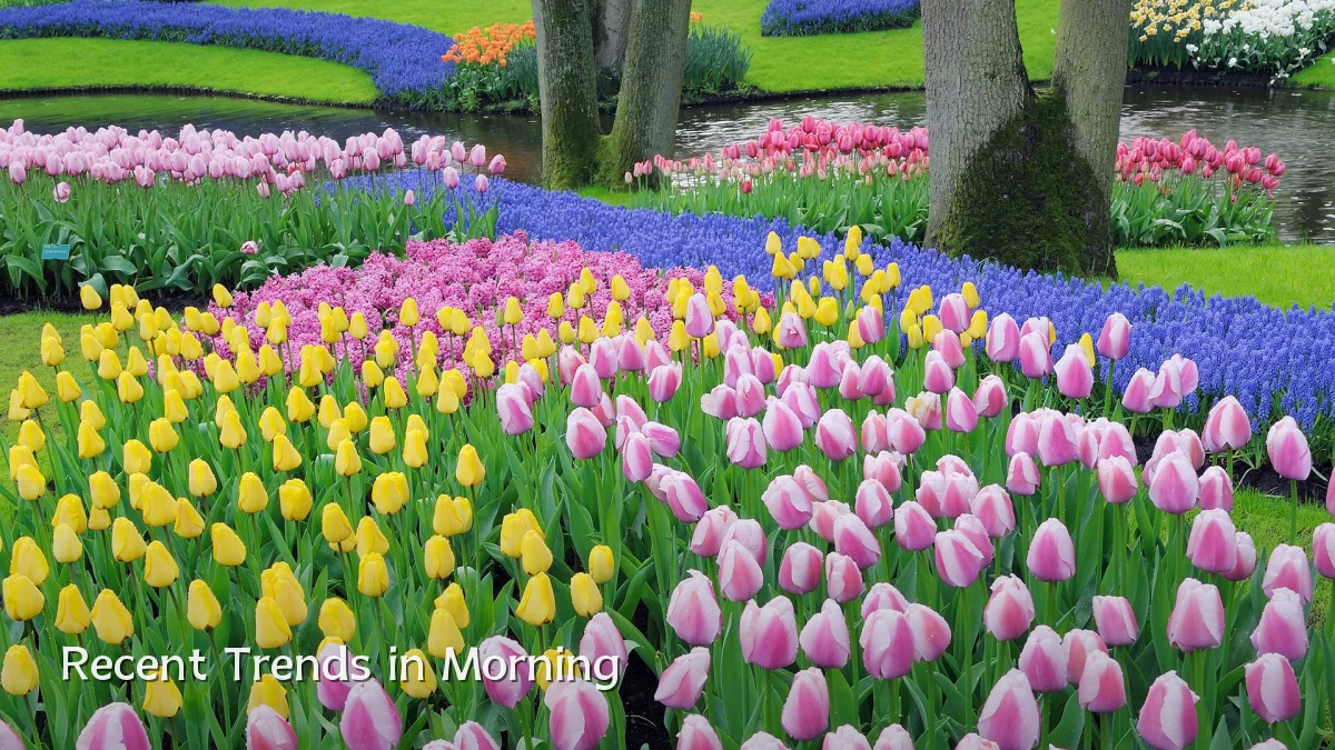 Recent Trends in Morning
