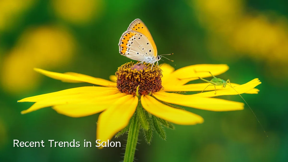 Recent Trends in Salon